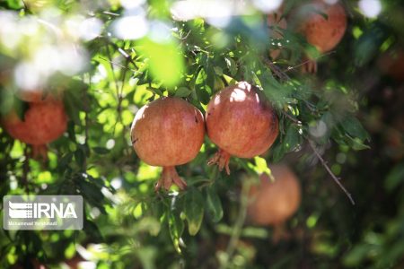 انار “سیاب” لرستان به نام باغداران به کام دلالان