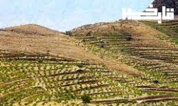 کاشت ۴۷۶ هکتار باغات در اراضی شیبدار و کم بازده لرستان