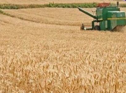 افزایش ۴ برابری تولید گندم در لرستان نسبت به سال ۱۴۰۰