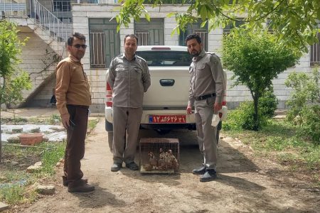 دستگیری شکارچی پرندگان وحشی در بروجرد