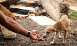 این کمک نیست، آسیب است!