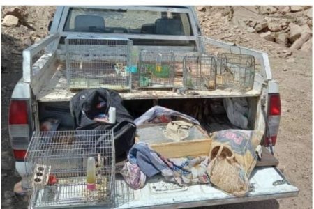 دستگیری صیادان غیر مجاز پرنده در لرستان