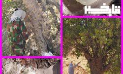 محکومیت حبس برای کت زدن درختان بنه