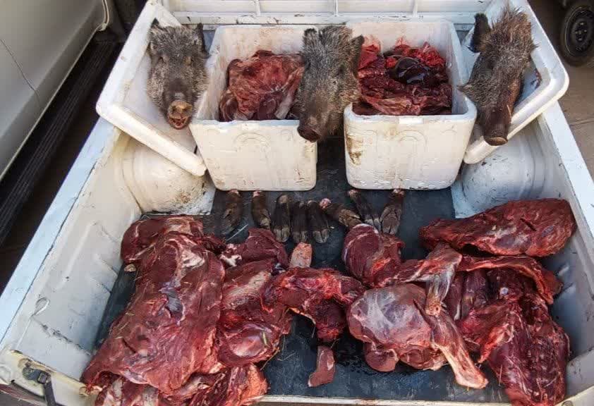 دستگیری شکارچیان گراز و ضبط سه قبضه سلاح از آن‌ها