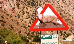 آغاز نصب تابلوهای هشدار عبور حیات‌وحش در لرستان