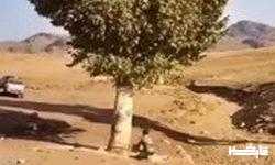 چنار کهنسالی که با مجوز قطع شد