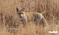 دستگیری شکارچیان روباه در دلفان