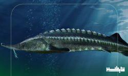 استحصال طرح پرورش ماهیان خاویاری برای نخستین بار درازنا