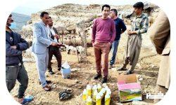 واکسیناسیون بیش از ۷۰ درصد جمعیت دام عشایری لرستان