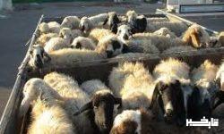 توقیف تریلر حامل ۲۴۰ راس گوسفند قاچاق در رومشکان 