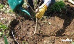 کاشت ۳ میلیون درخت توسط سازمان جمعیت هلالاحمر