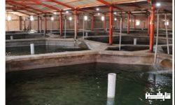 سرمایه‌گذاری ۴۰۰ میلیارد تومانی مجتمع پرورش ماهیان خاویاری رنگین بان پل‌دختر