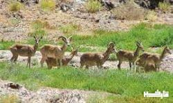 رفع تصرف ۳۶ هزار متر مربع از اراضی ملی سفید کوه ازنا