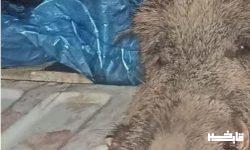 دستگیری شکارچیان و صیادان پرندگان زینتی در سلسله