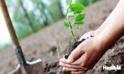 غرس بیش از ۵ هزار نهال در لرستان