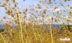 پرداخت ۹۰ درصد مطالبات کاملیناکاران