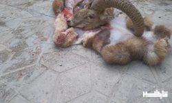 شکارچی قوچ وحشی پناهگاه حیات وحش سفید کوه ازنا