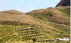 توسعه باغات در اراضی شیب دار راه جلوگیری از فرسایش خاک
