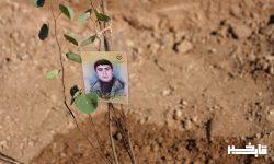 تولید بیش از ۷هفت میلیون اصله نهال در لرستان