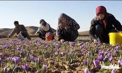 مهاجرت معکوس روستاییان با تسهیلات اشتغالزایی برای روستاییان