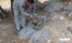 بازگشت سنجاب ایرانی به لرستان