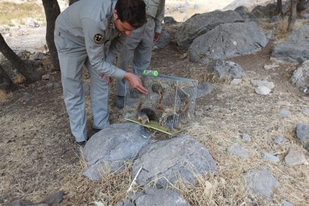 بازگشت سنجاب ایرانی به لرستان