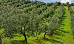 افق روشن سرمایه‌گذاری بخش خصوصی در حوزه کشاورزی