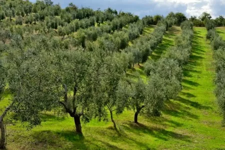 افق روشن سرمایه‌گذاری بخش خصوصی در حوزه کشاورزی