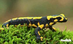 اجرای برنامه های حفاظتی ویژه سمندر در لرستان