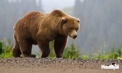 ثبت تصویر یک قلاده خرس قهوه ای در منطقه اشترانکوه