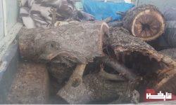 دستگیری متخلف قطع اشجار در پلدختر