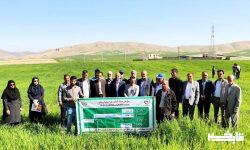 ۳۷۰ هزار هکتاراز اراضی استان تحت پوشش طرح جهش تولید در دیمزارها