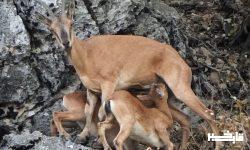 تشدید نظارت و حفاظت محیط زیست لرستان در فصل زایمان حیات وحش