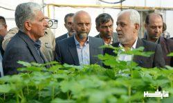 ظرفیت سرمایهگذاری کلان کشت و صنعت لرستان در حوزه گیاهان دارویی