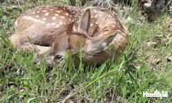 تولد نخستین گوزن زرد ایرانی در اولین مرکز خصوصی احیاء گوزن زرد کشور