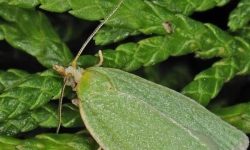 آفت جوانه خوار به جان بلوط های لرستان