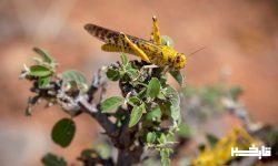احتمال ۵۰ درصدی هجوم ملخ صحرایی در نیمه دوم امسال