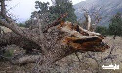 زوال، دردی که نابودی جنگلهای بلوط لرستان را رقم میزند