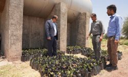 تولید ۲ هزار اصله نهال بلوط در نهالستان شرکت نفت