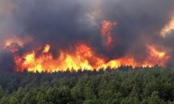 سوختن بیش از ۷۳ هکتار جنگل و مرتع لرستان در آتش بی توجهی