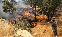 جنگلهای بلوط لرستان سوگوار است / بلوط نیازمند حمایت ما است