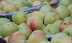 برداشت زردآلو در لرستان ۳ برابر میانگین کشوری