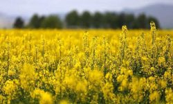 پرداخت ۲۸ میلیارد تومان طلب کلزاکاران لرستانی