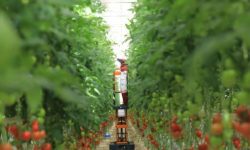 افتتاح مرحله سوم گلخانه هیدروپونیک کشت و صنعت فجر خرم آباد