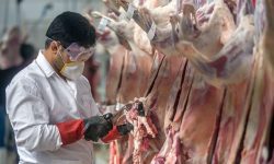 کشتارگاههای دام لرستان در روزهای تاسوعا و عاشورا فعال است