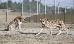 فنس‌کشی محور میامی-سبزوار جهت افزایش ایمنی و حفاظت از یوزپلنگ ایرانی