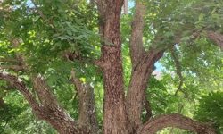 ثبت ۱۵ اثر طبیعی لرستان