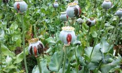 لزوم در اختیار بودن امکانات و تجهیزات مناسب برای مقابله با کشت گیاهان ممنوعه