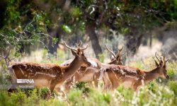 نگهداری ۱۳ راس گوزن زرد ایرانی در مرکز حفاظتی لرستان