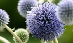 تشکیل کارگروه‌های تخصصی زنجیره ارزش گیاهان دارویی در دیمزارهای کشور